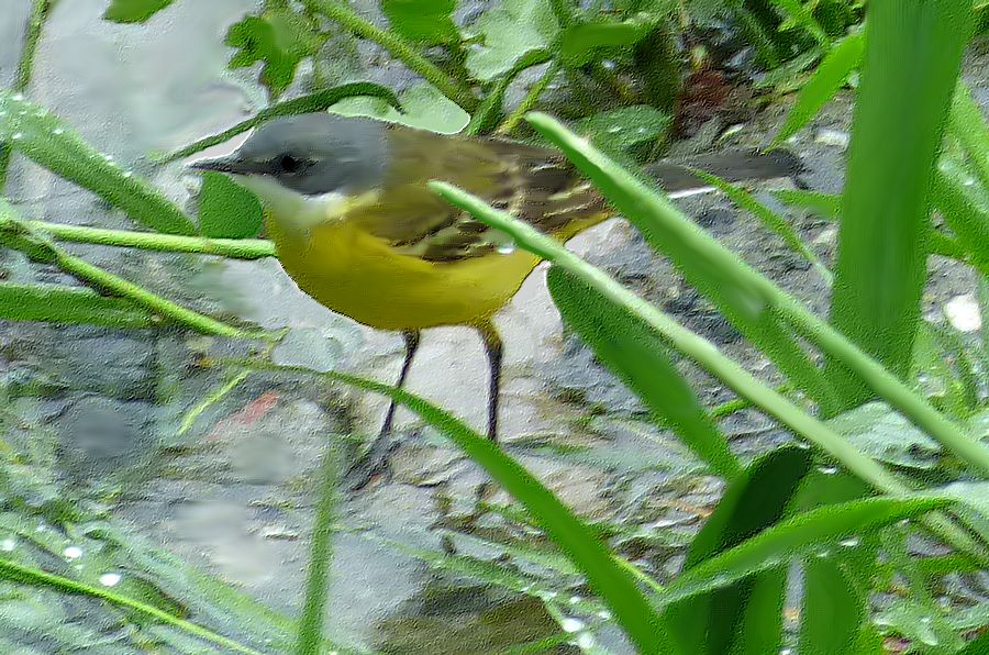 Cutrettola (Motacilla flava cinereocapilla)